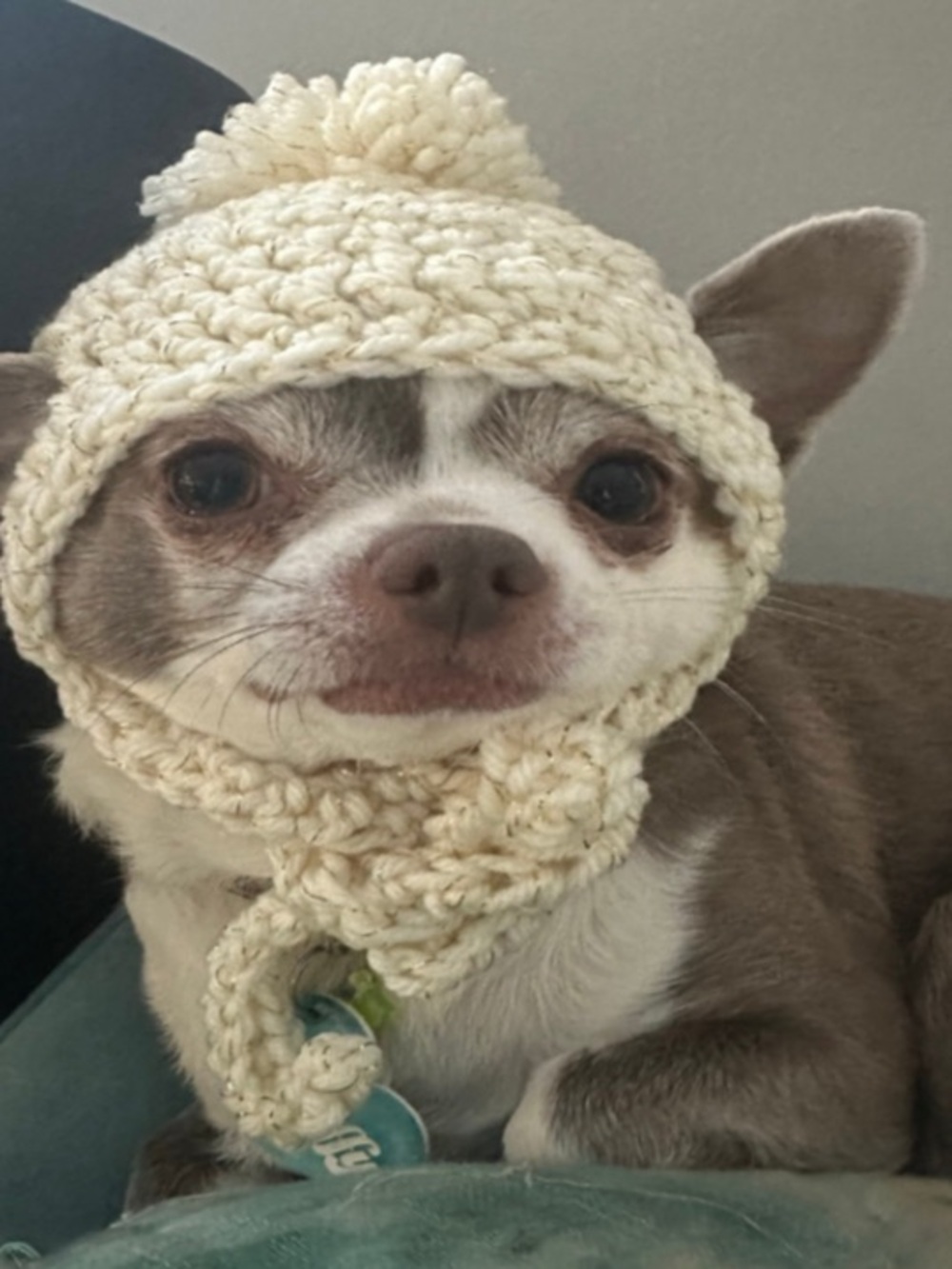 Dog Hat Small Dog Crochet Hat Clover Cream